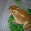 Bufo Alvarius Toad Venom For Sale