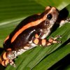 Phrynomantis Bifasciatus Toad Venom for sale