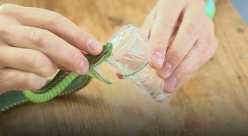 green mamba snake venom for sale