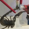 Selling scorpion venom Online