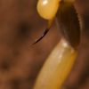 deathstalker scorpion venom for sale